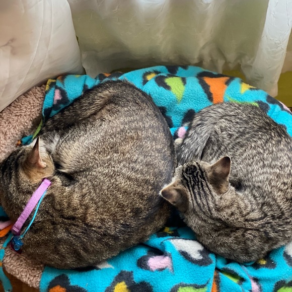 Meet your Posher, Joslyn - Picture 4 of 6